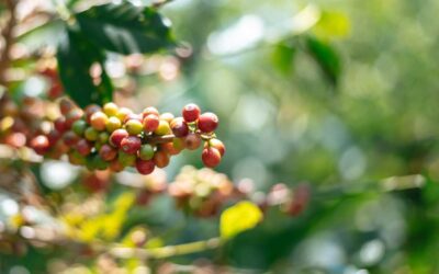 El renacer del café venezolano: oportunidades reales para el 2026